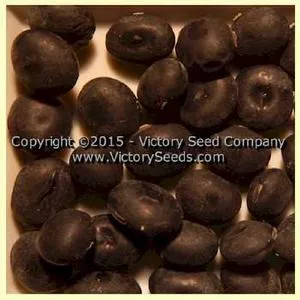 Tankuro Soybean