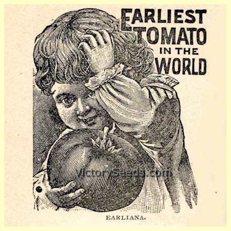 Earliana Tomato