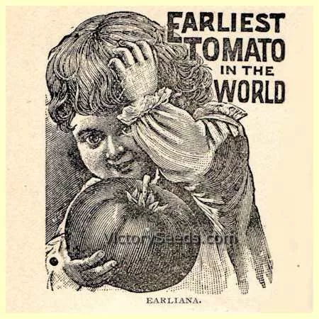 Earliana Tomato