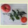 Burpee's Dwarf Giant Tomato