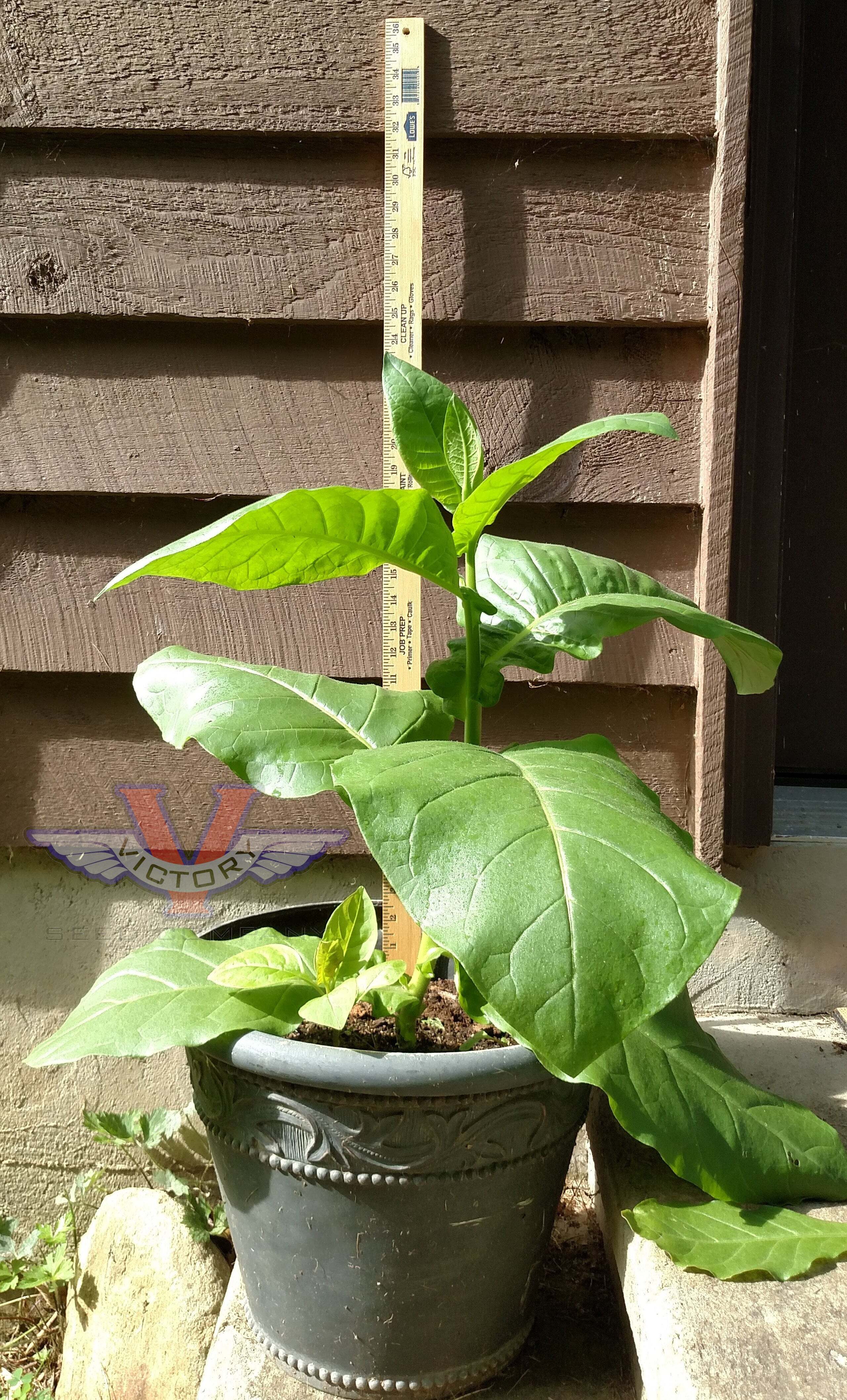 Ahus Tobacco