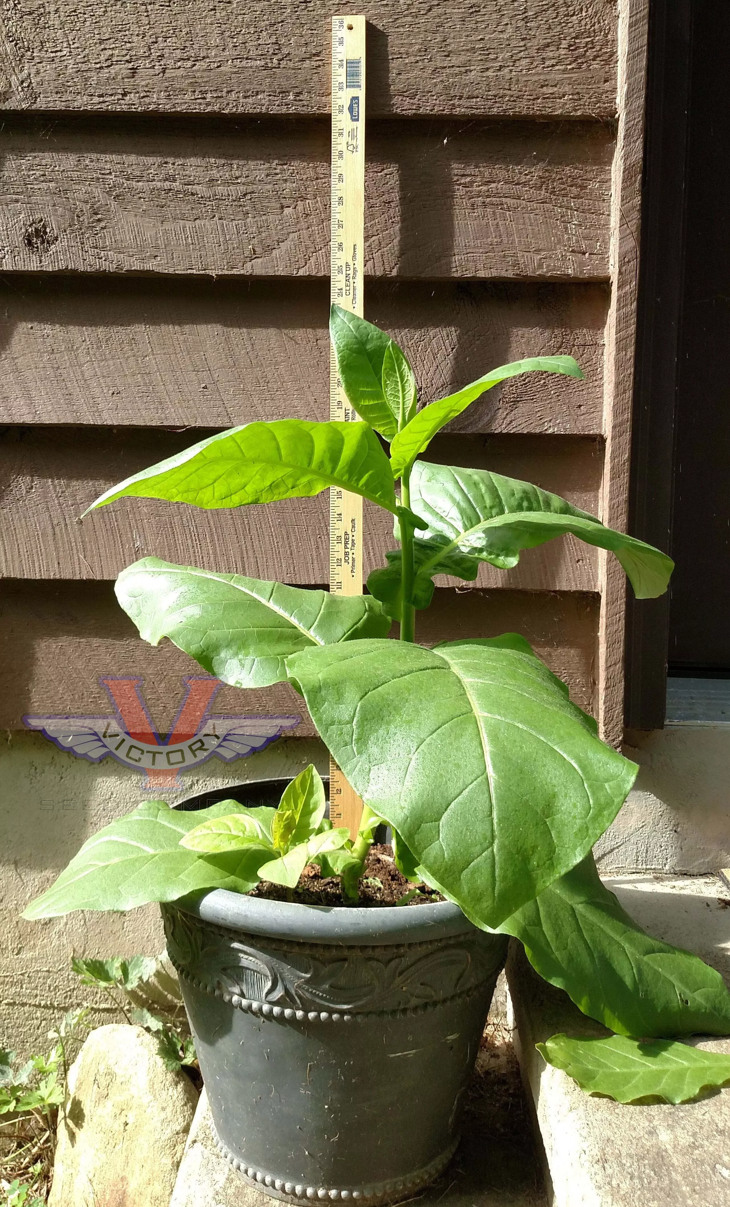 Ahus Tobacco