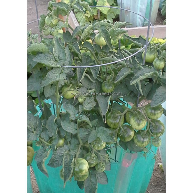 Dwarf Jeremy's Stripes Tomato