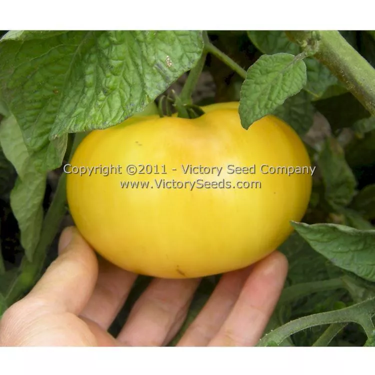 Dwarf Mr. Snow Tomato