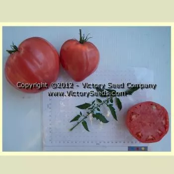 Kosovo Tomato