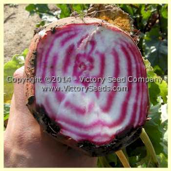 Chioggia (Bull's Eye) Beet