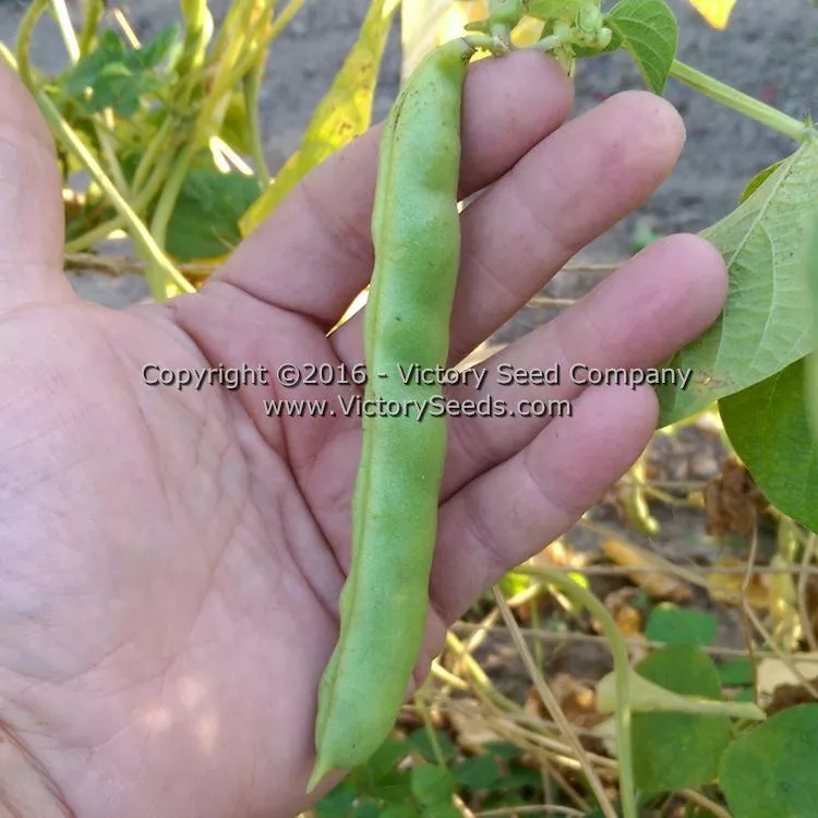 Spartan Snap Half Runner Bean