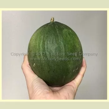 Tendral Verde Tardif Melon