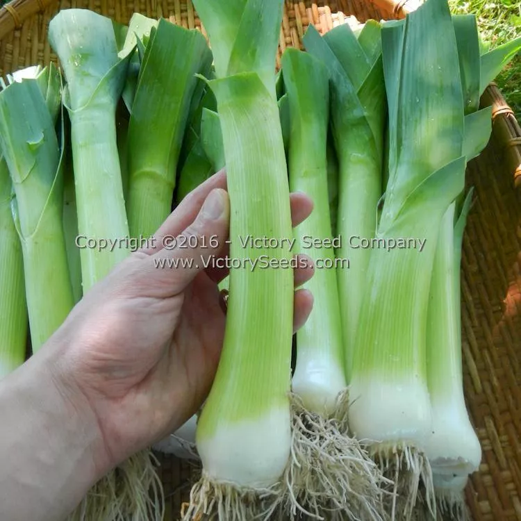 Carentan Leek