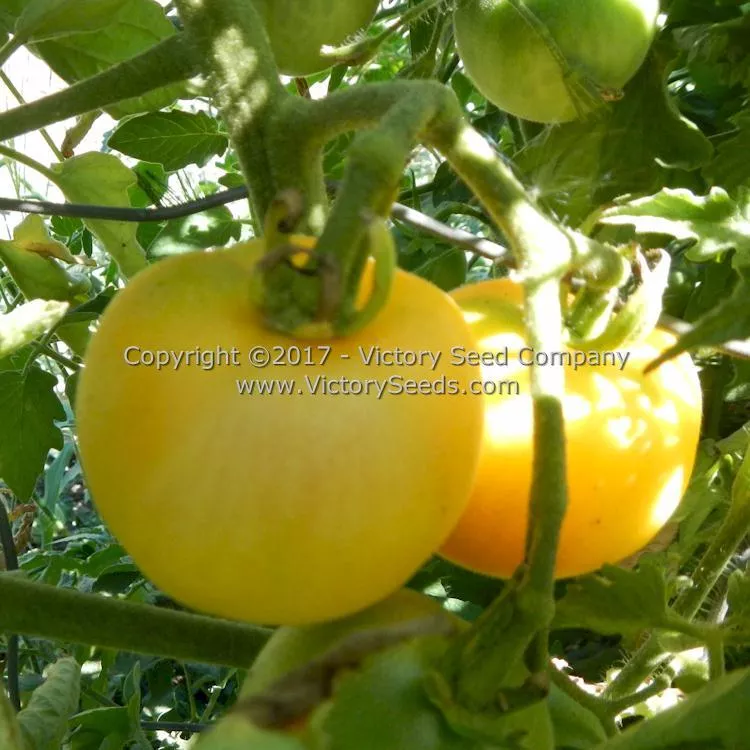 Wapsipinicon Peach Tomato