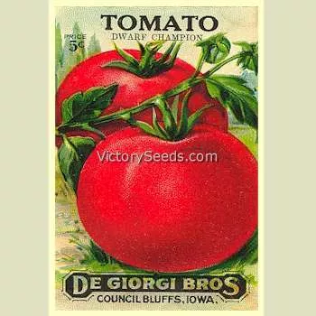Dwarf Champion Tomato
