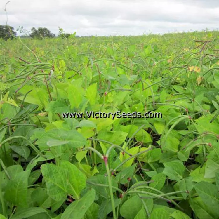 Pinkeye Purple Hull BVR Southern Pea
