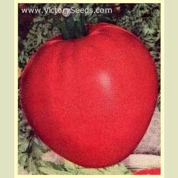 Livingston's Giant Oxheart Tomato