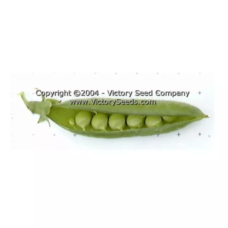 Wando Garden Pea