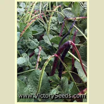 Coronet Southern Pea (Improved Pinkeye Purplehull)