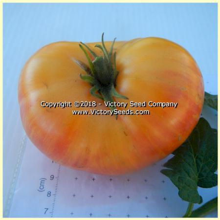 Dwarf Confetti Tomato