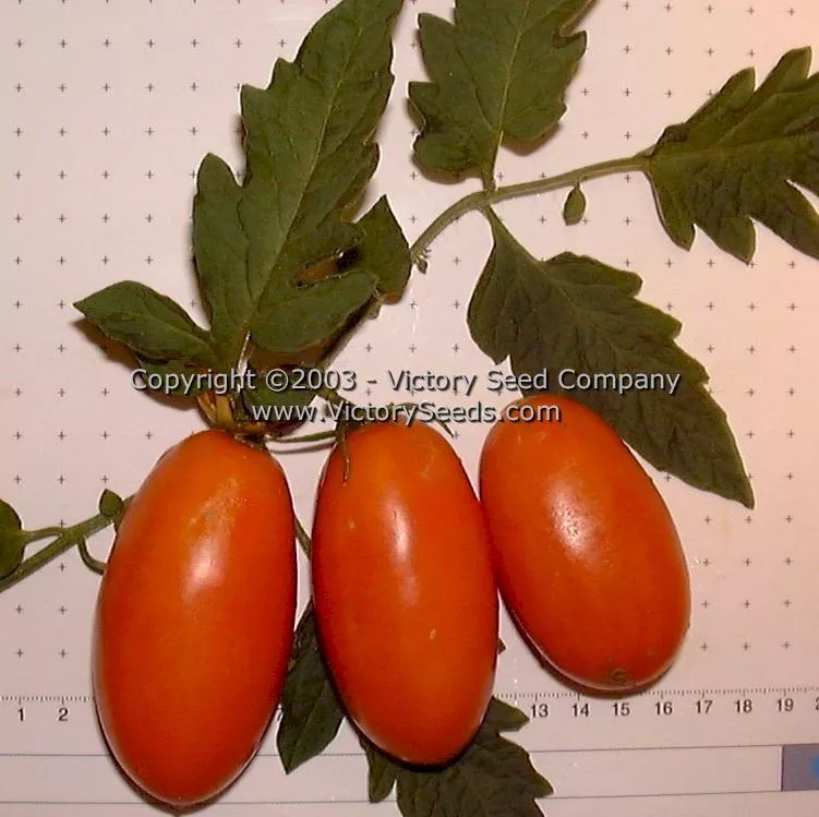 Orange Banana Tomato