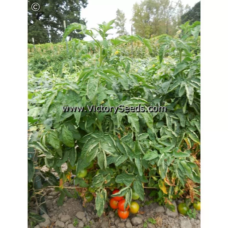 Iditarod Red Tomato