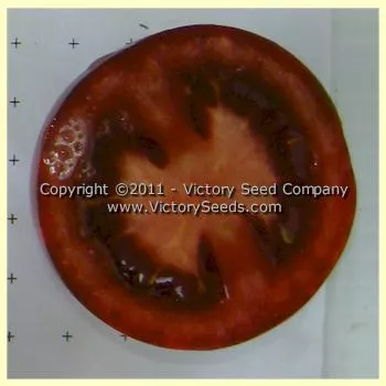 Fioletovyi Kruglyi Tomato