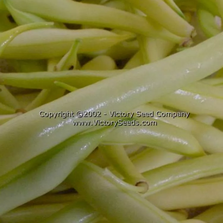 Golden Wax Improved (aka Topnotch) Bush Snap Garden Bean