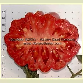 Pink Accordion Tomato