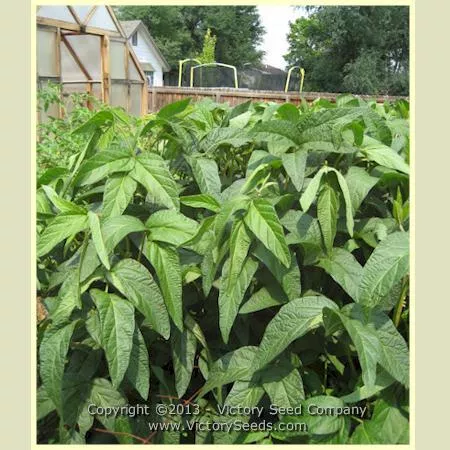 Kuromane Soybean