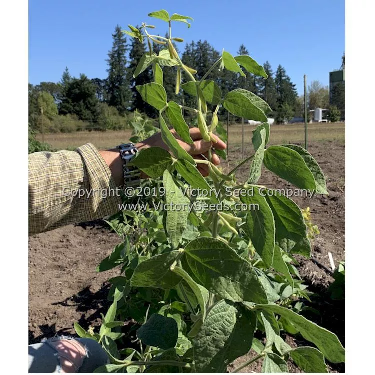 Velvet Soybean