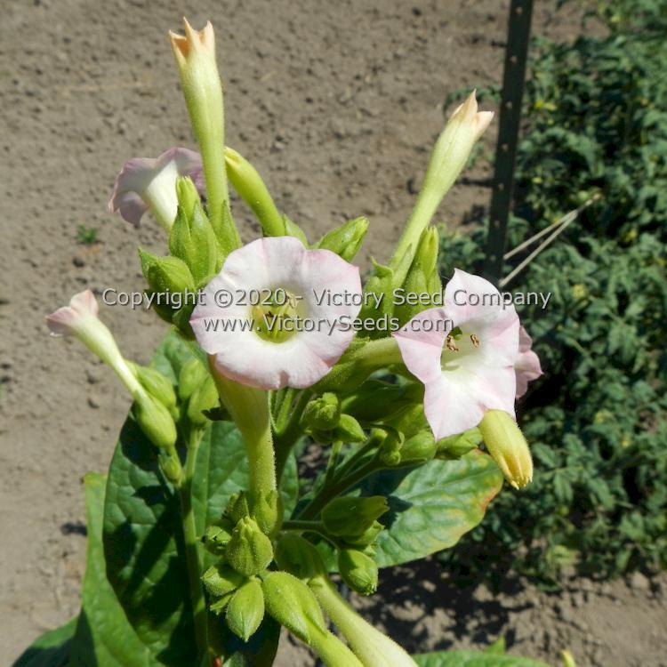 KY Black Tobacco
