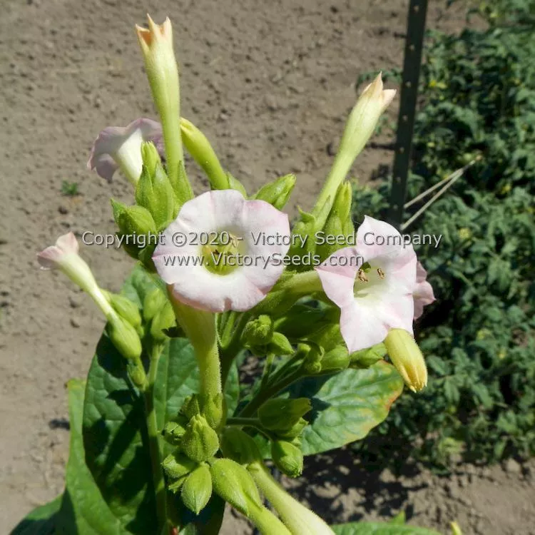 KY Black Tobacco