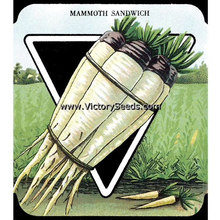 Mammoth Sandwich Island Salsify