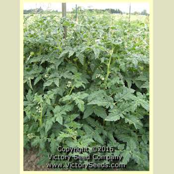 Dwarf Champion #15 Tomato