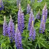 Perennial Lupine