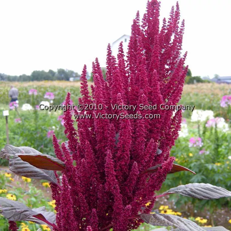 Red Garnet Amaranth