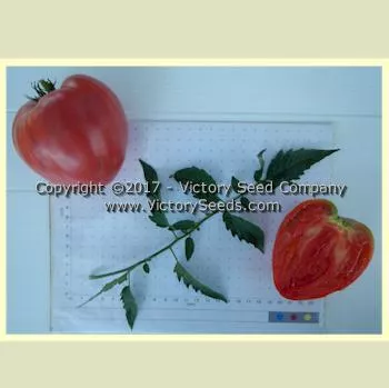 Yugo Roze Tomato