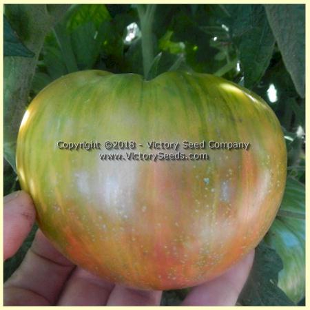 Dwarf Peppermint Stripes Tomato