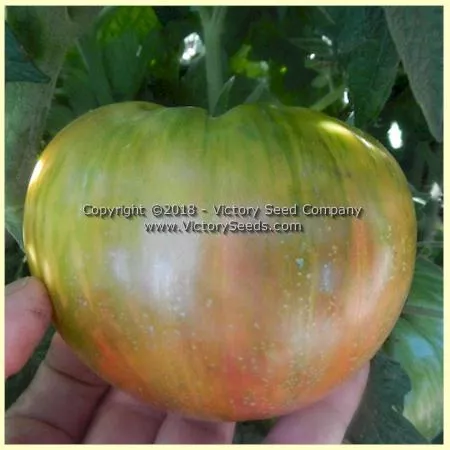 Dwarf Peppermint Stripes Tomato