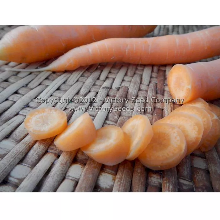 Little Fingers Carrot