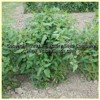 Greater Baltimore Tomato