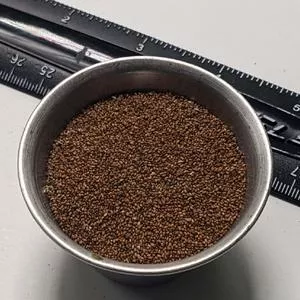 Teff Seed