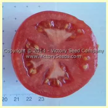 Tait's 'Thoroughbred Trucker's Delight' Tomato