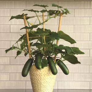 Quick Snack F1 Cucumber