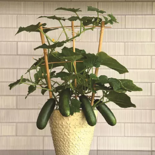 Quick Snack F1 Cucumber