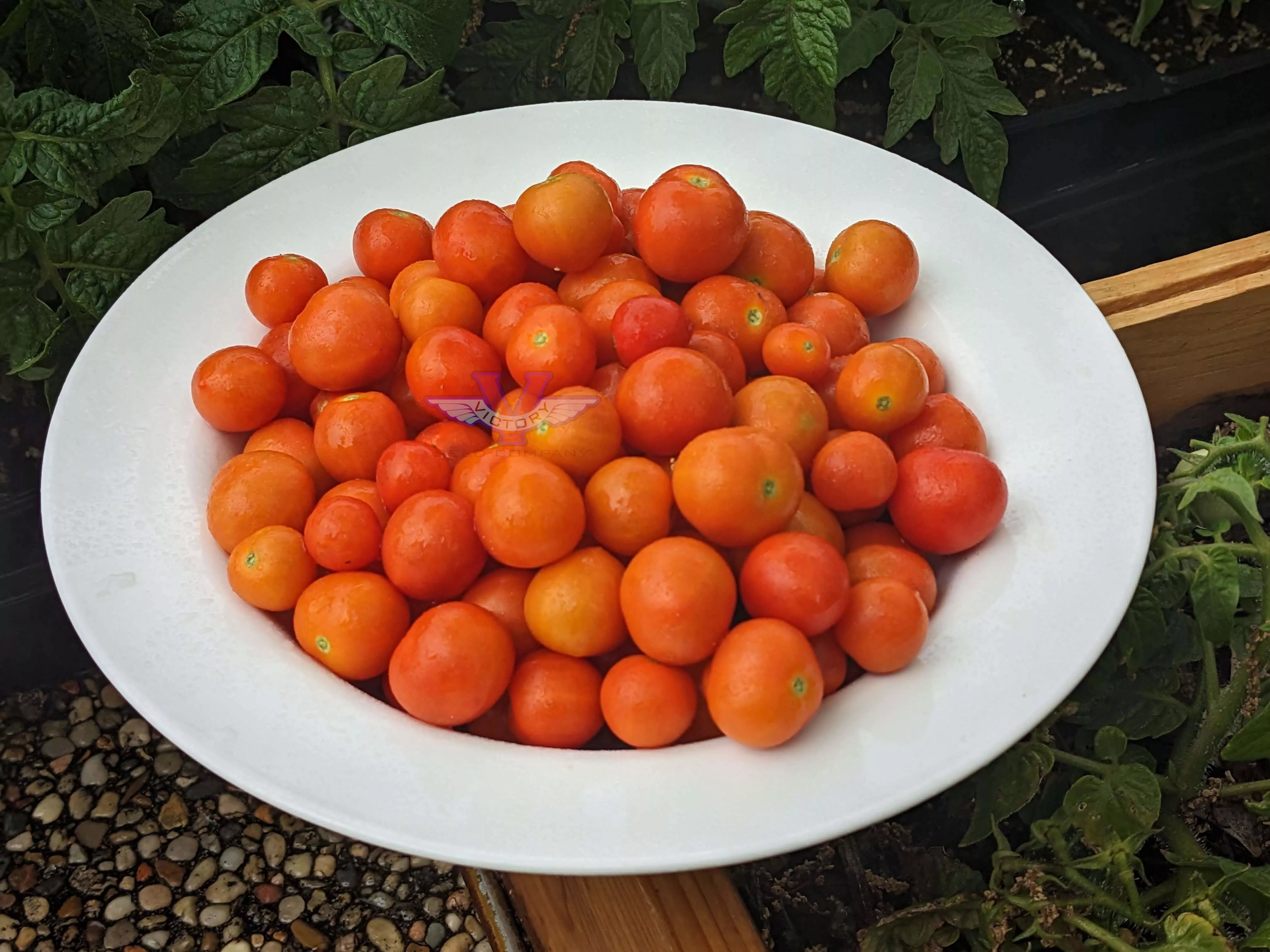 Micro Tom Tomato