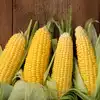 Golden Beauty F1 Sweet Corn