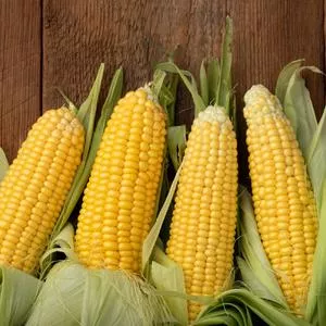 Golden Beauty F1 Sweet Corn