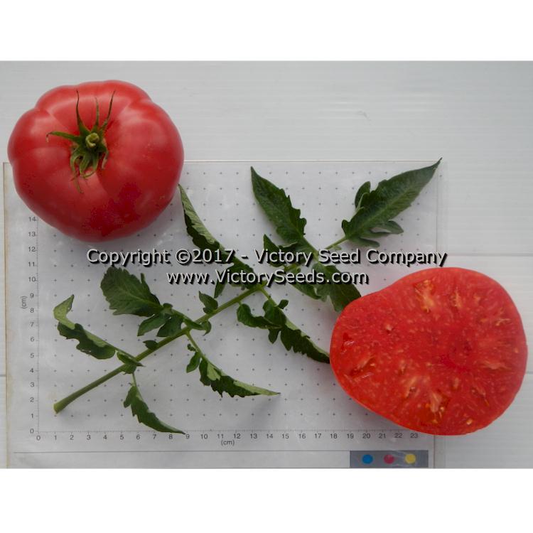 Yusupov Tomato