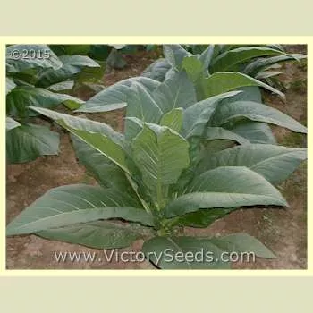 Long Red Tobacco