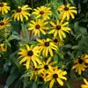 Black Eyed Susan