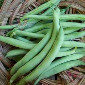 Improved Tendergreen Bush Green Garden Bean