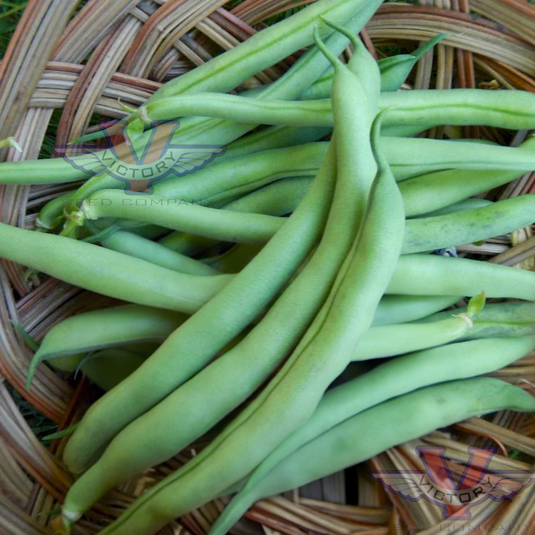 Improved Tendergreen Bush Green Garden Bean